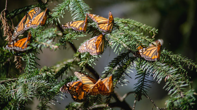 Mariposa-monarca